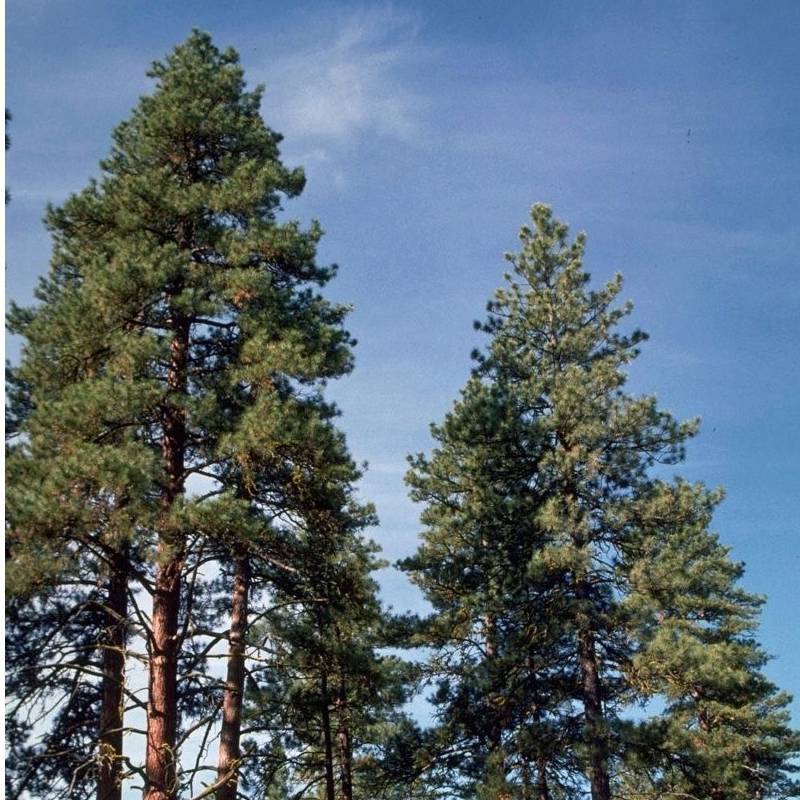 Sierra-Cascade Logging Conference